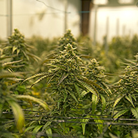 STULZ-Grow-Room-Pt-1-Webinar-Photo-Icon STULZ-Grow-Room-Pt-1-Webinar-Photo-Icon