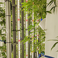 STEM-Cultivation-Preview-Image-Webinar STEM-Cultivation-Preview-Image-Webinar