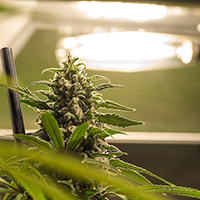 STULZ-USA-Grow-Room-Precision-Cooling-200p